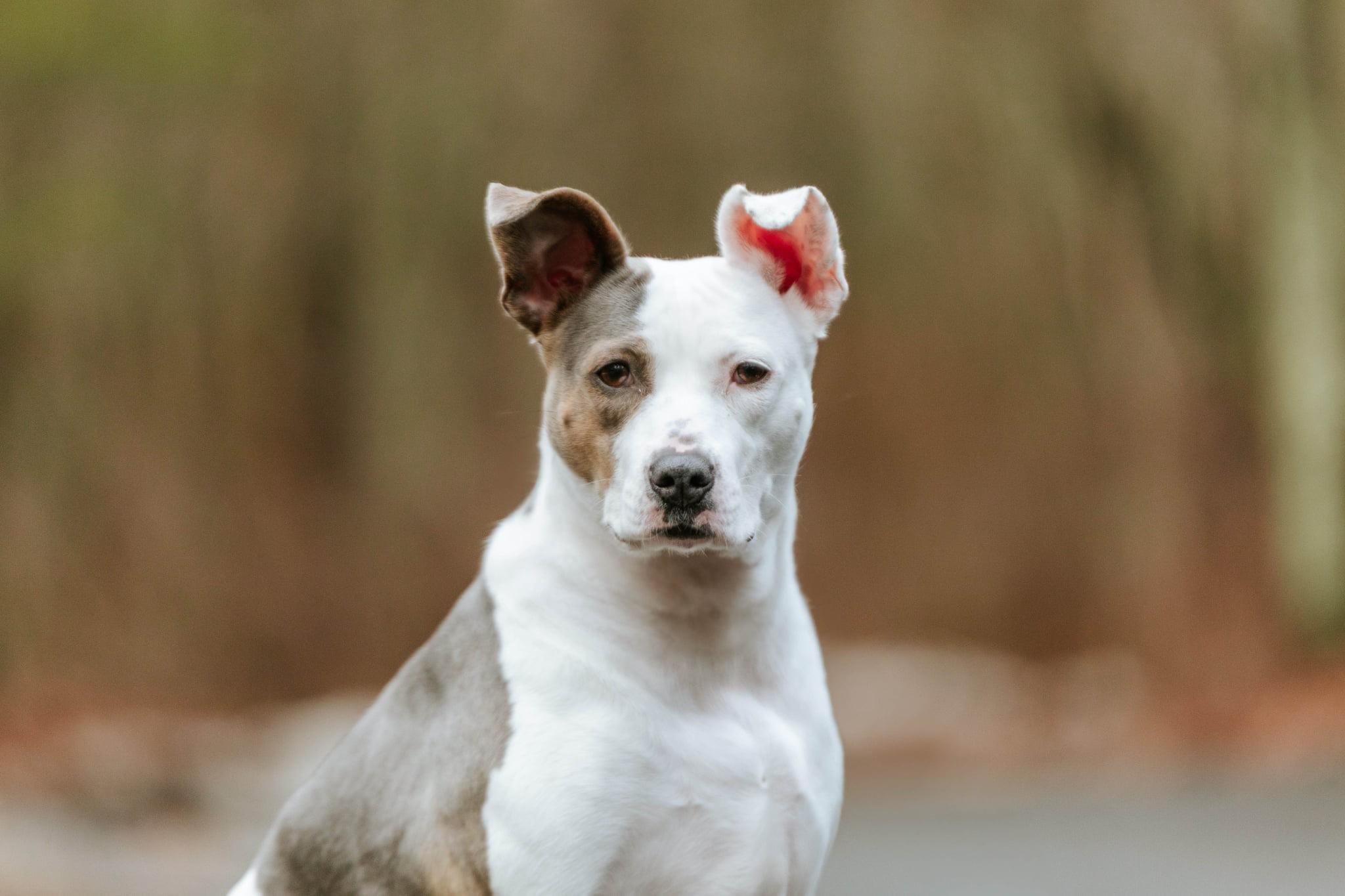 Candy, a Adoptable Terrier in Douglas, MA image 2/6