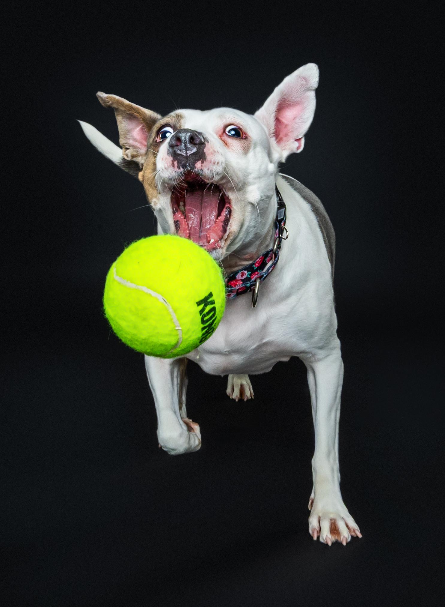 Enlarge Candy, a Adoptable Terrier in Douglas, MA image 2/6