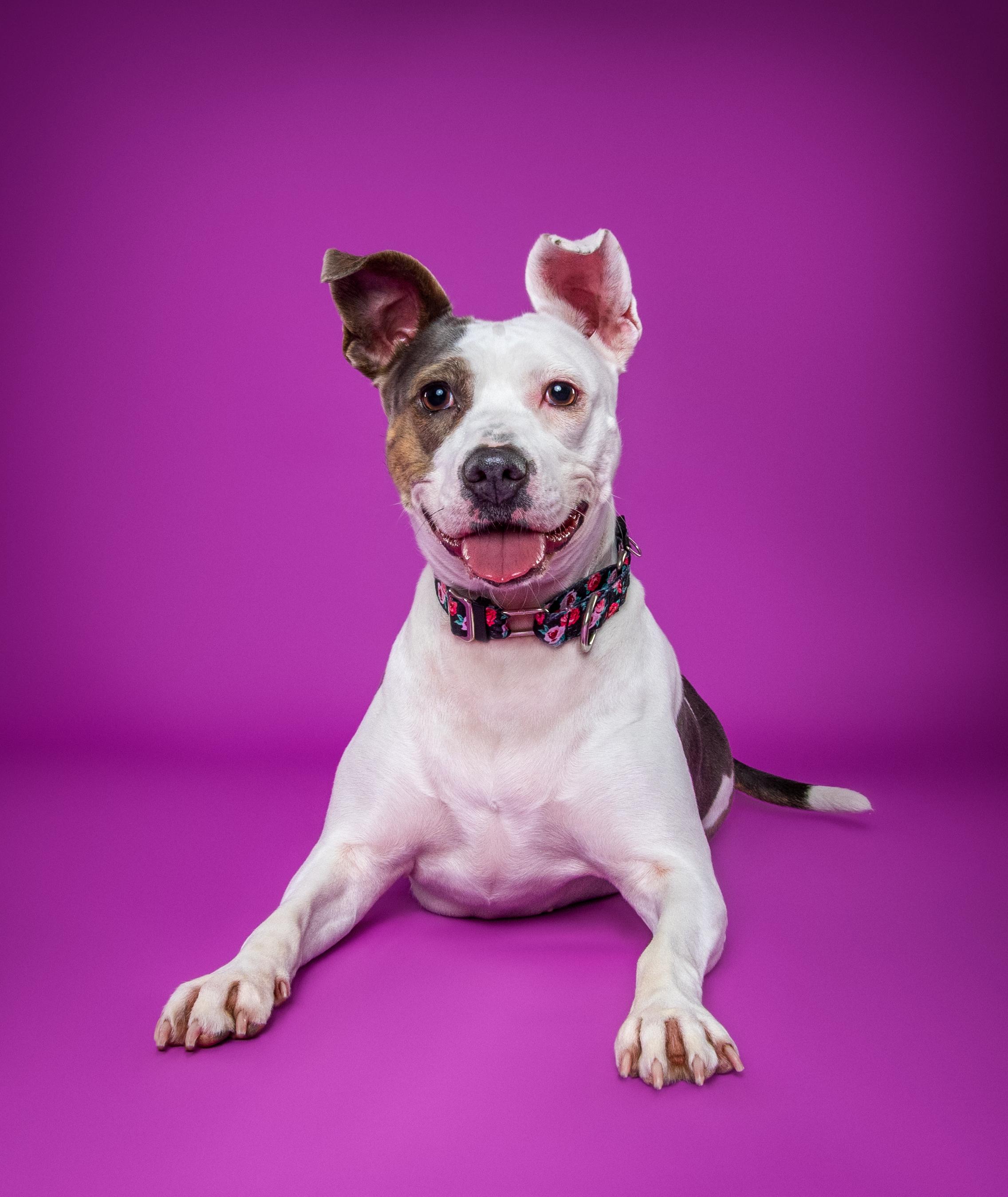 Enlarge Candy, a Adoptable Terrier in Douglas, MA image 4/6
