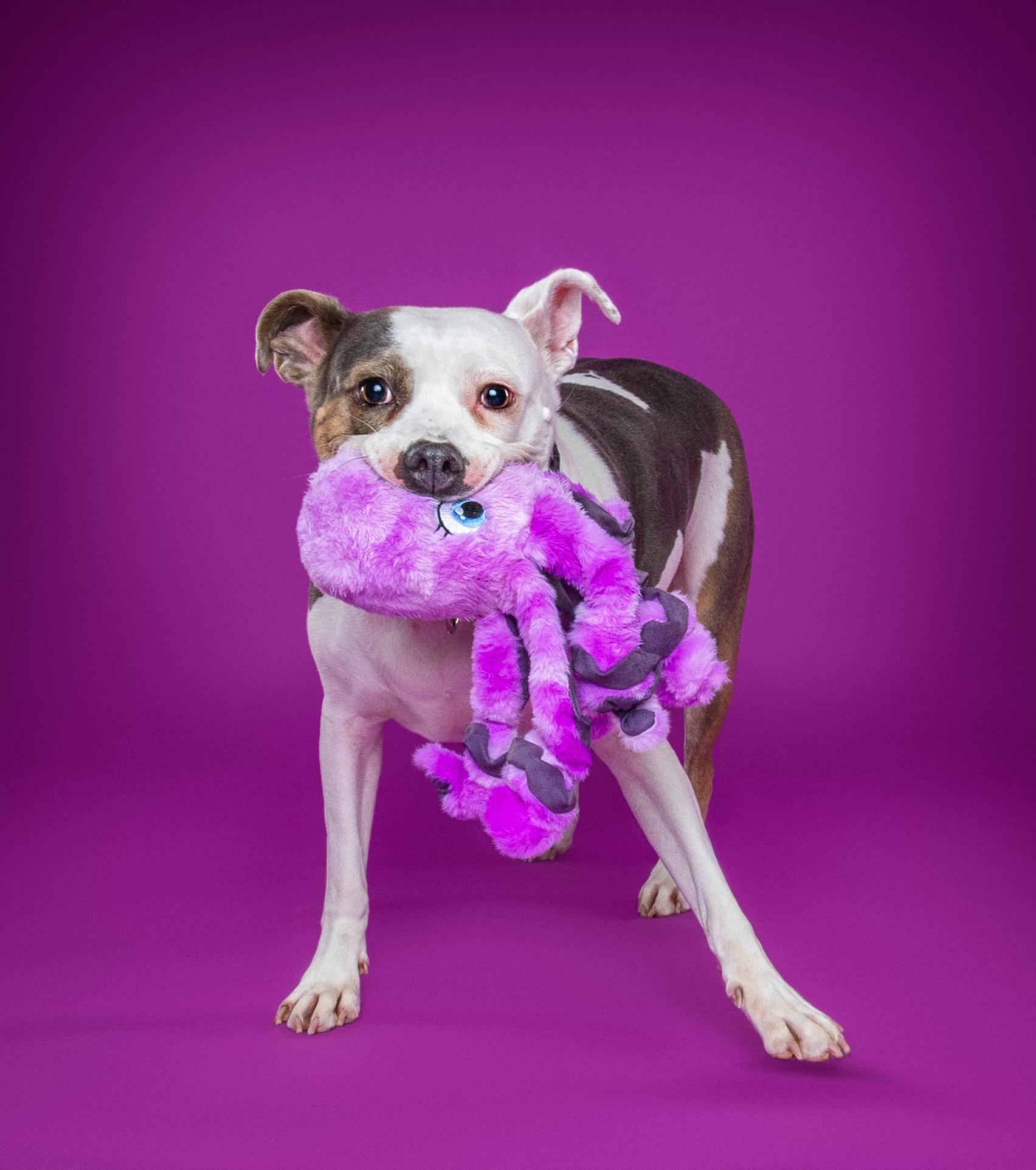 Enlarge Candy, a Adoptable Terrier in Douglas, MA image 6/6