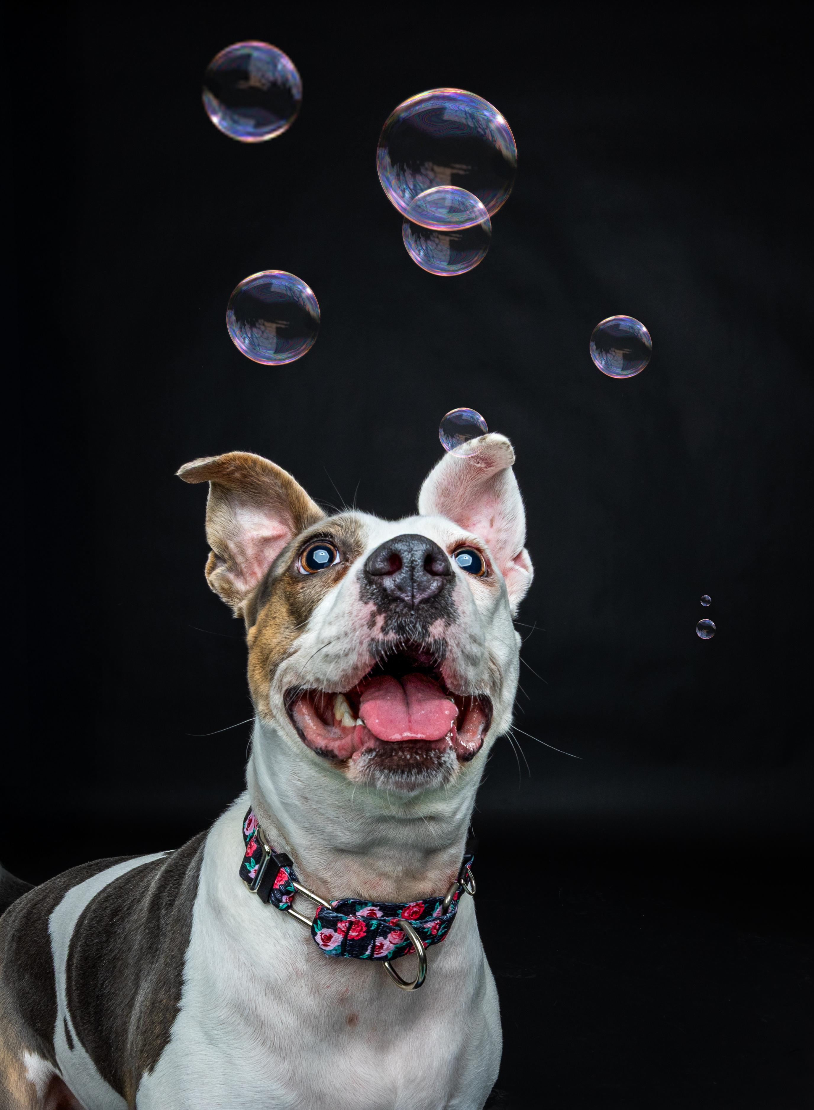 Enlarge Candy, a Adoptable Terrier in Douglas, MA image 5/6