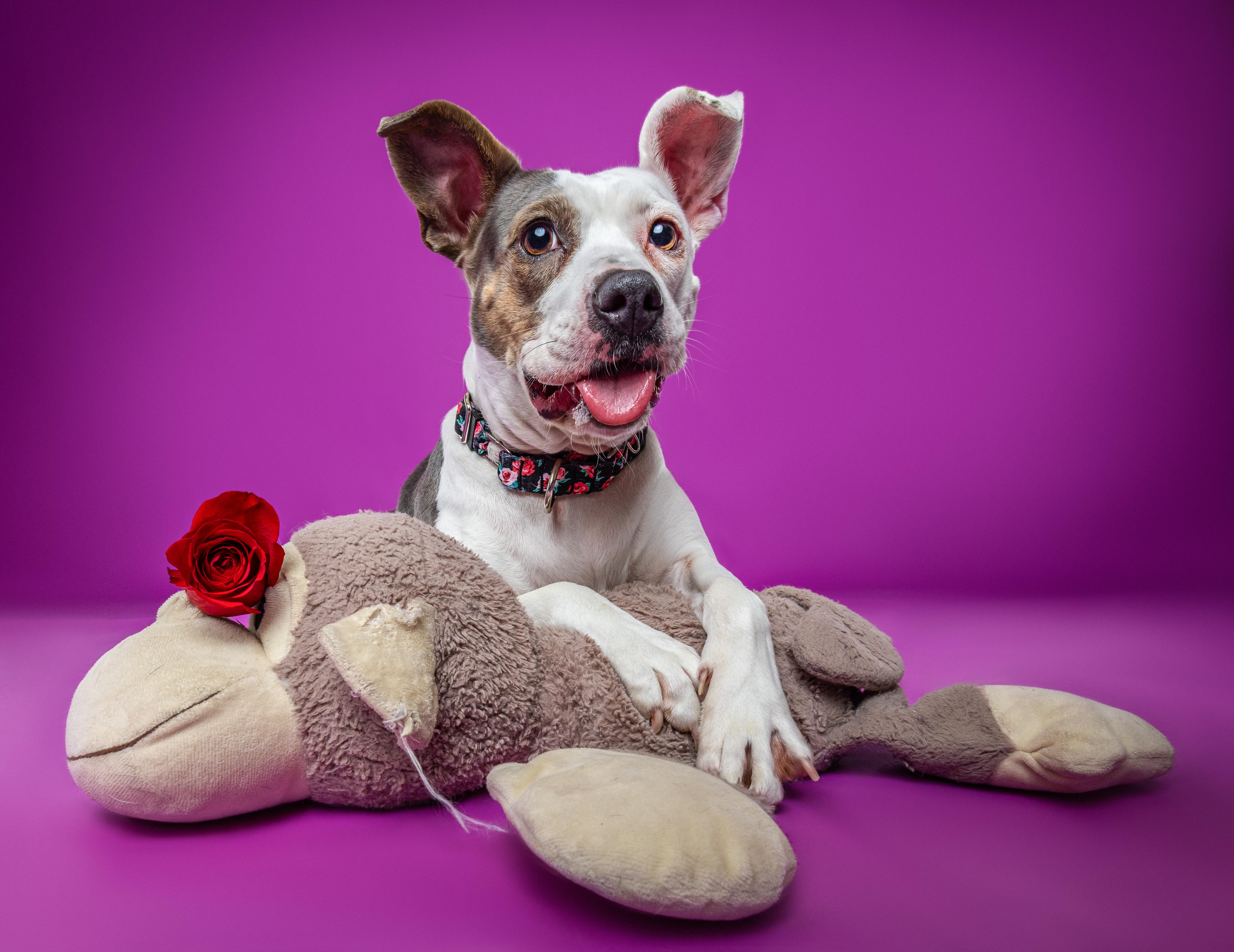 Enlarge Candy, a Adoptable Terrier in Douglas, MA image 1/6