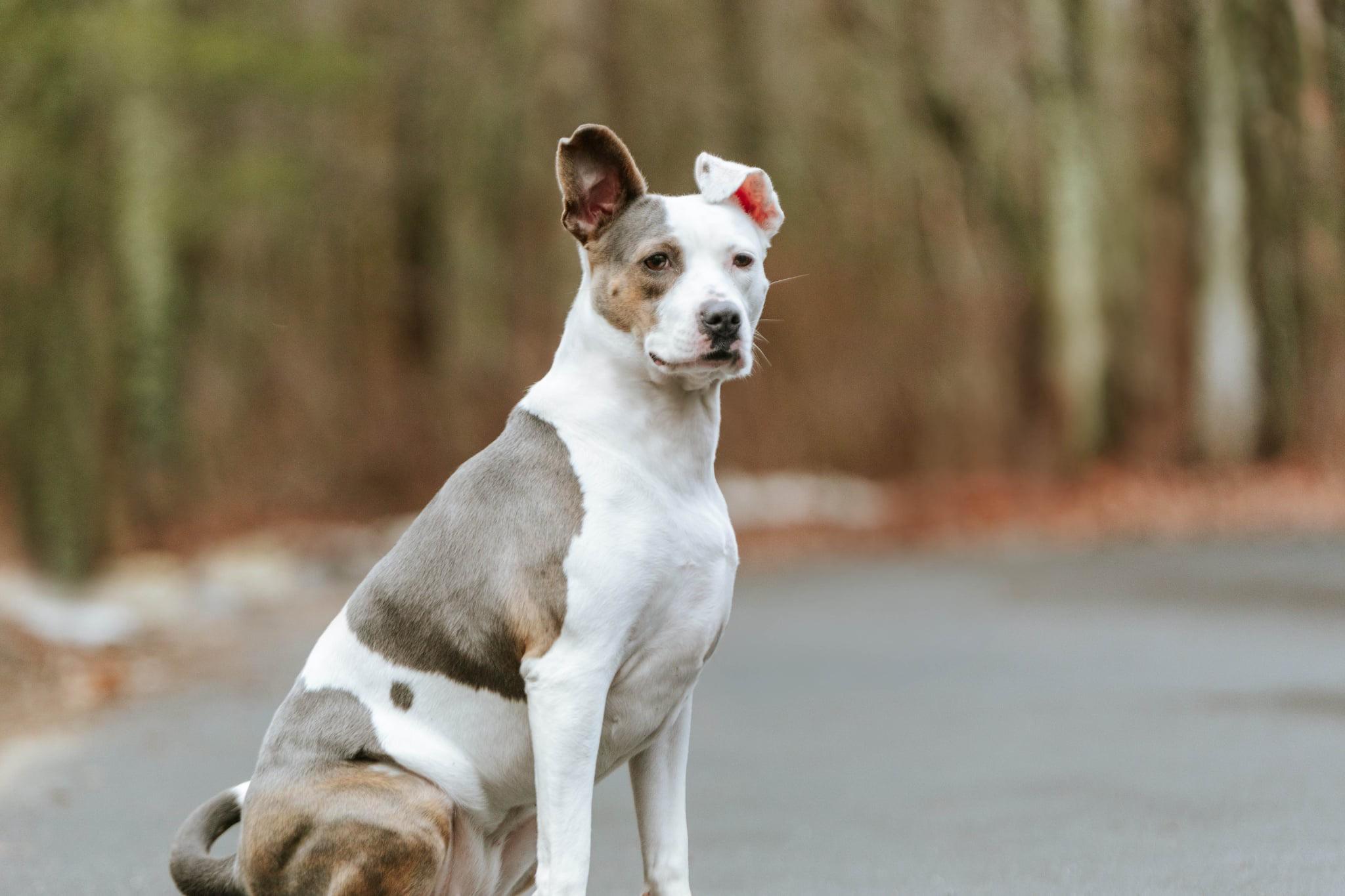 Candy, a Adoptable Terrier in Douglas, MA image 3/6