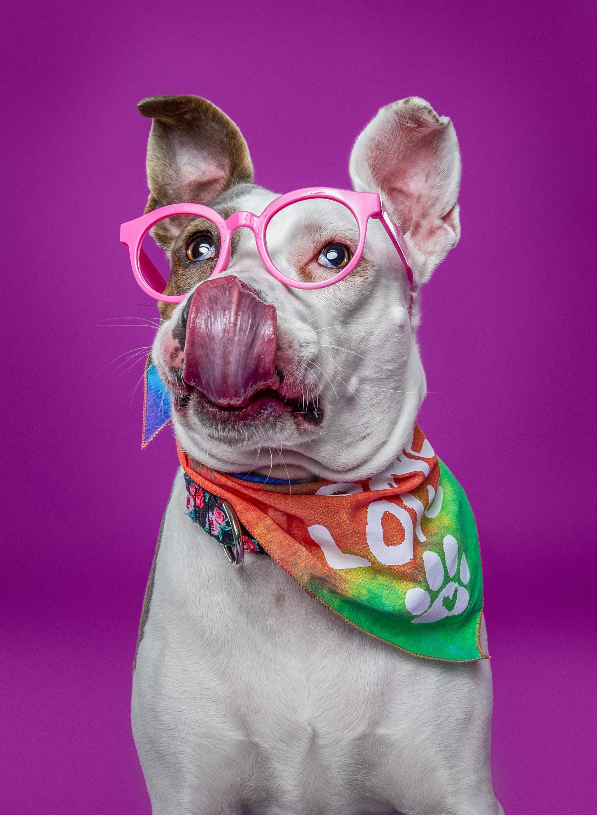 Enlarge Candy, a Adoptable Terrier in Douglas, MA image 3/6