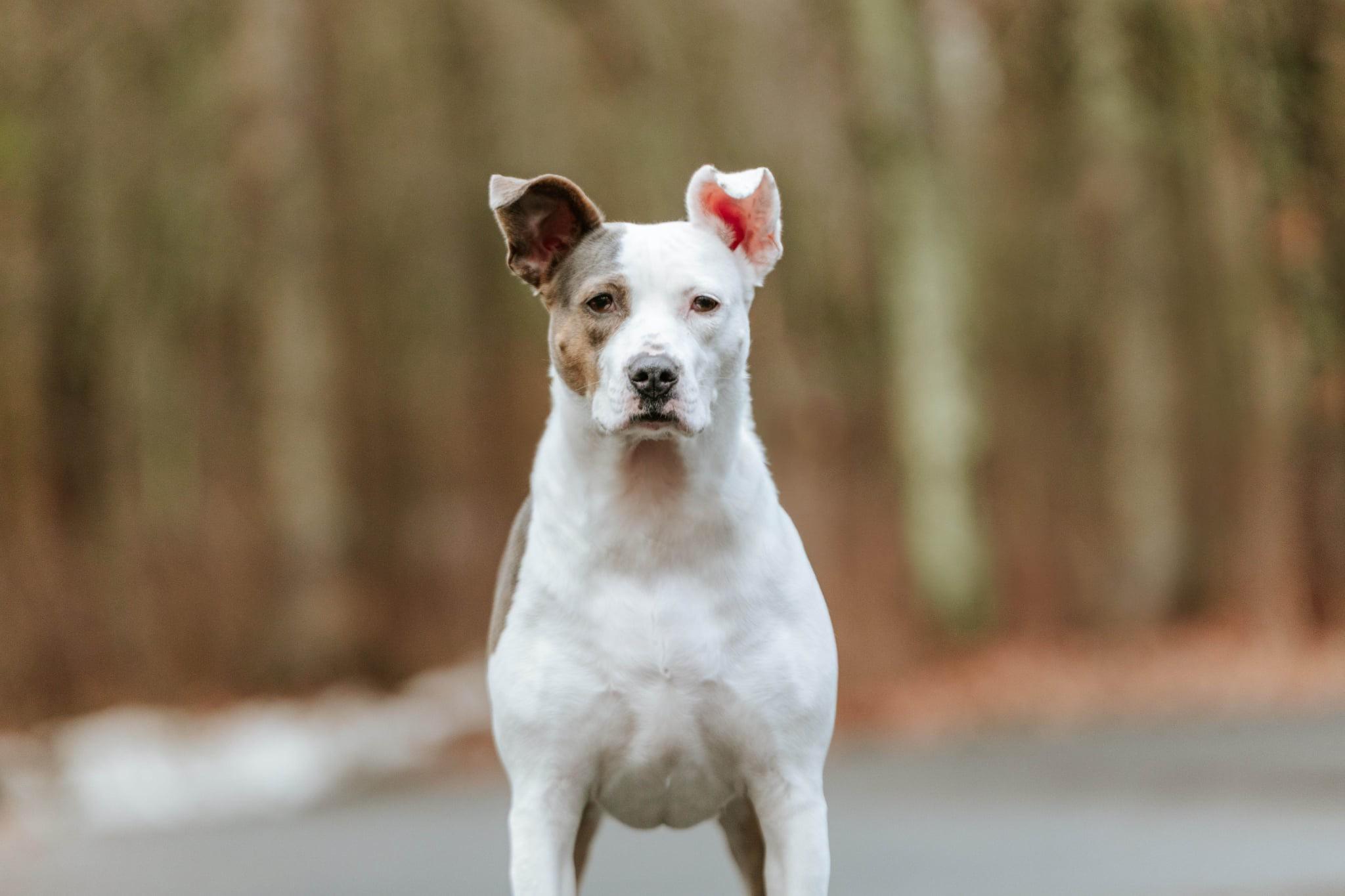 Candy, a Adoptable Terrier in Douglas, MA image 4/6