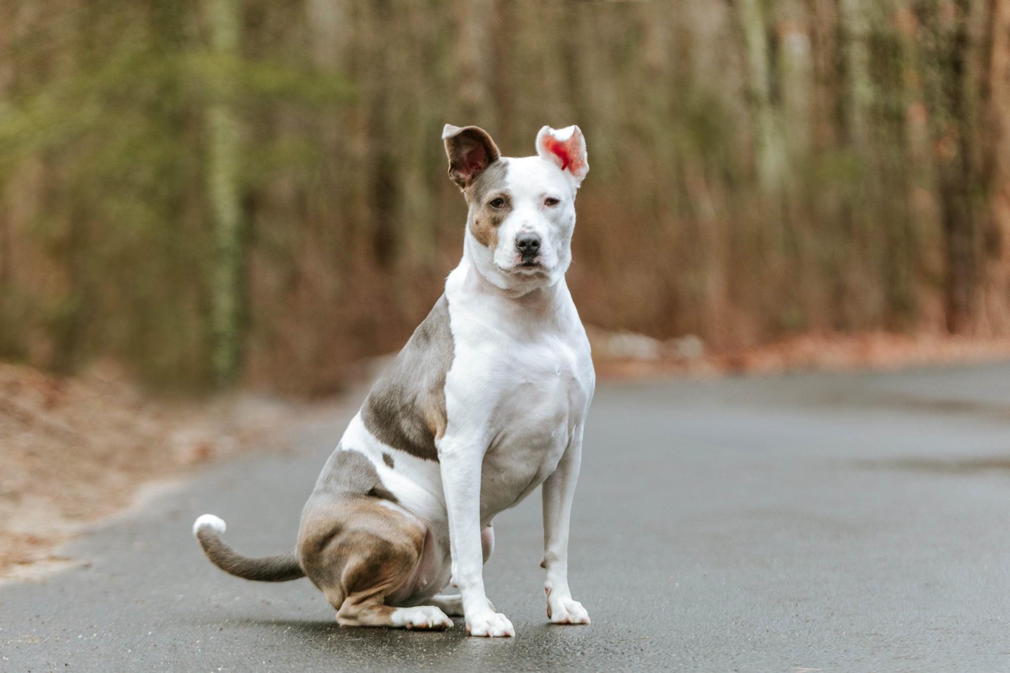 Candy, Adoptable, Adult Female Terrier.