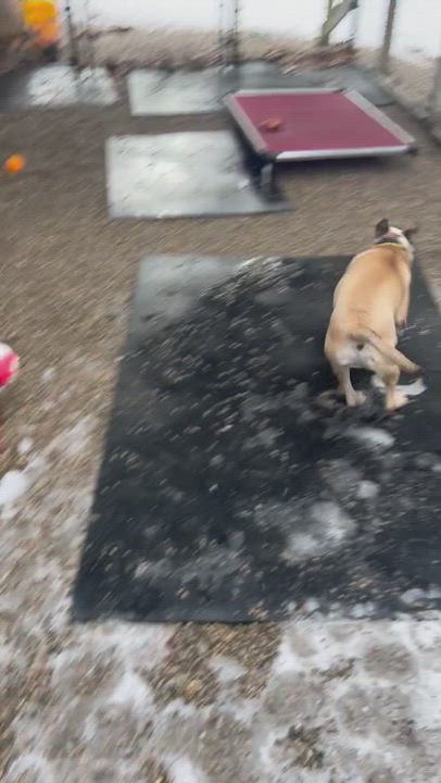 Enlarge Candy, a Adoptable Terrier in Douglas, MA video 6/6