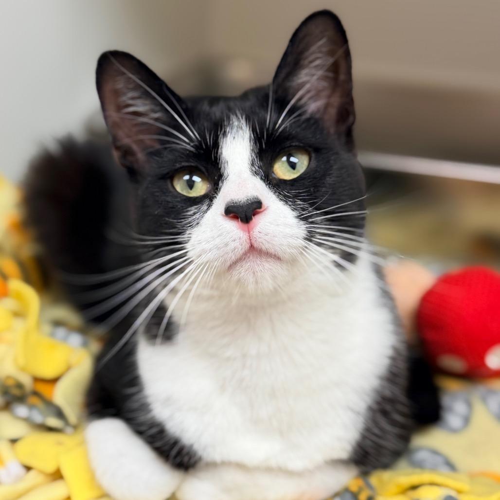 Enlarge Gizmo, a Adoptable Domestic Short Hair in Champaign, IL image 1/1