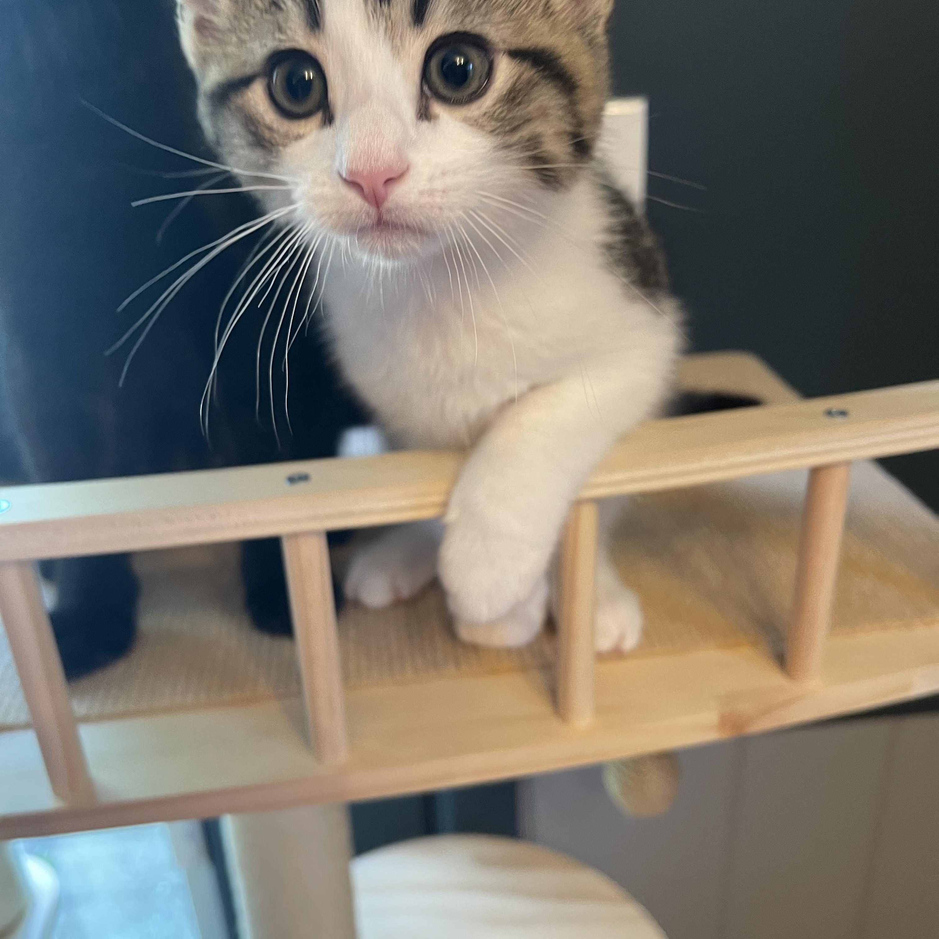 Schmitten, a ADOPTABLE Domestic Short Hair in Stamford, CT image 2/3