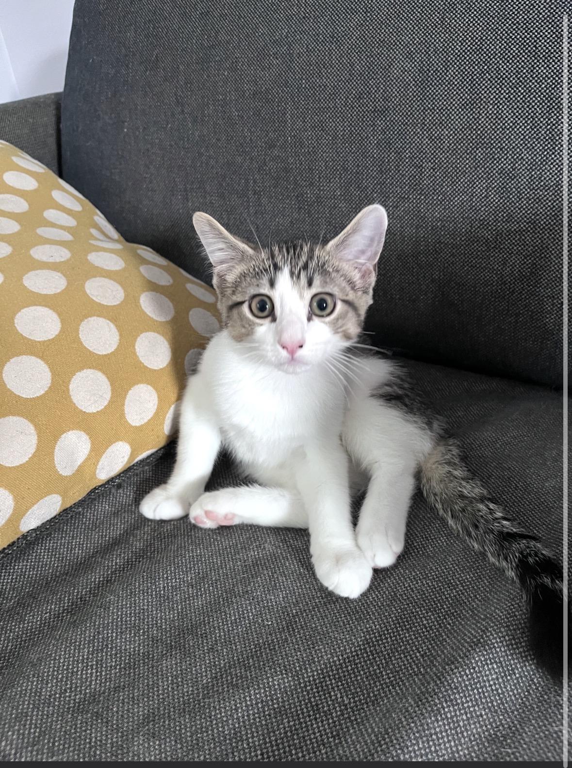 Schmitten, Adoptable, Kitten Male Domestic Short Hair.