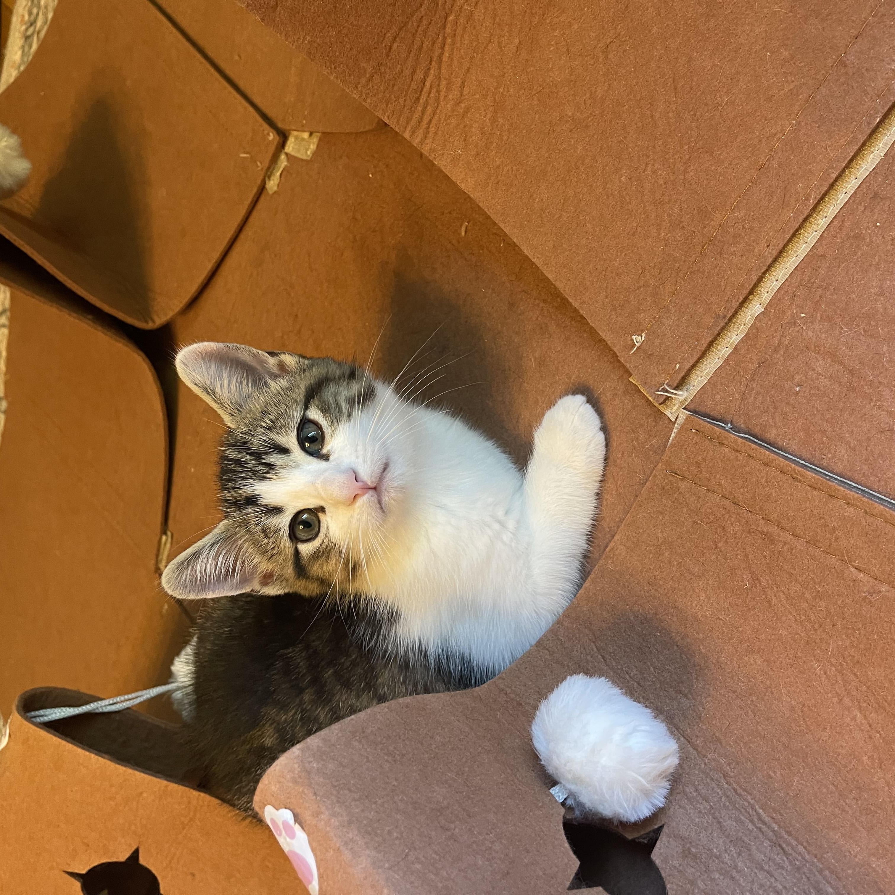 Schmitten, a ADOPTABLE Domestic Short Hair in Stamford, CT image 3/3