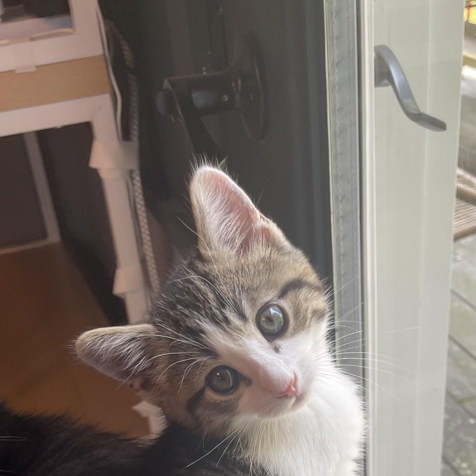 Schmitten, ADOPTABLE, Kitten Male Domestic Short Hair.