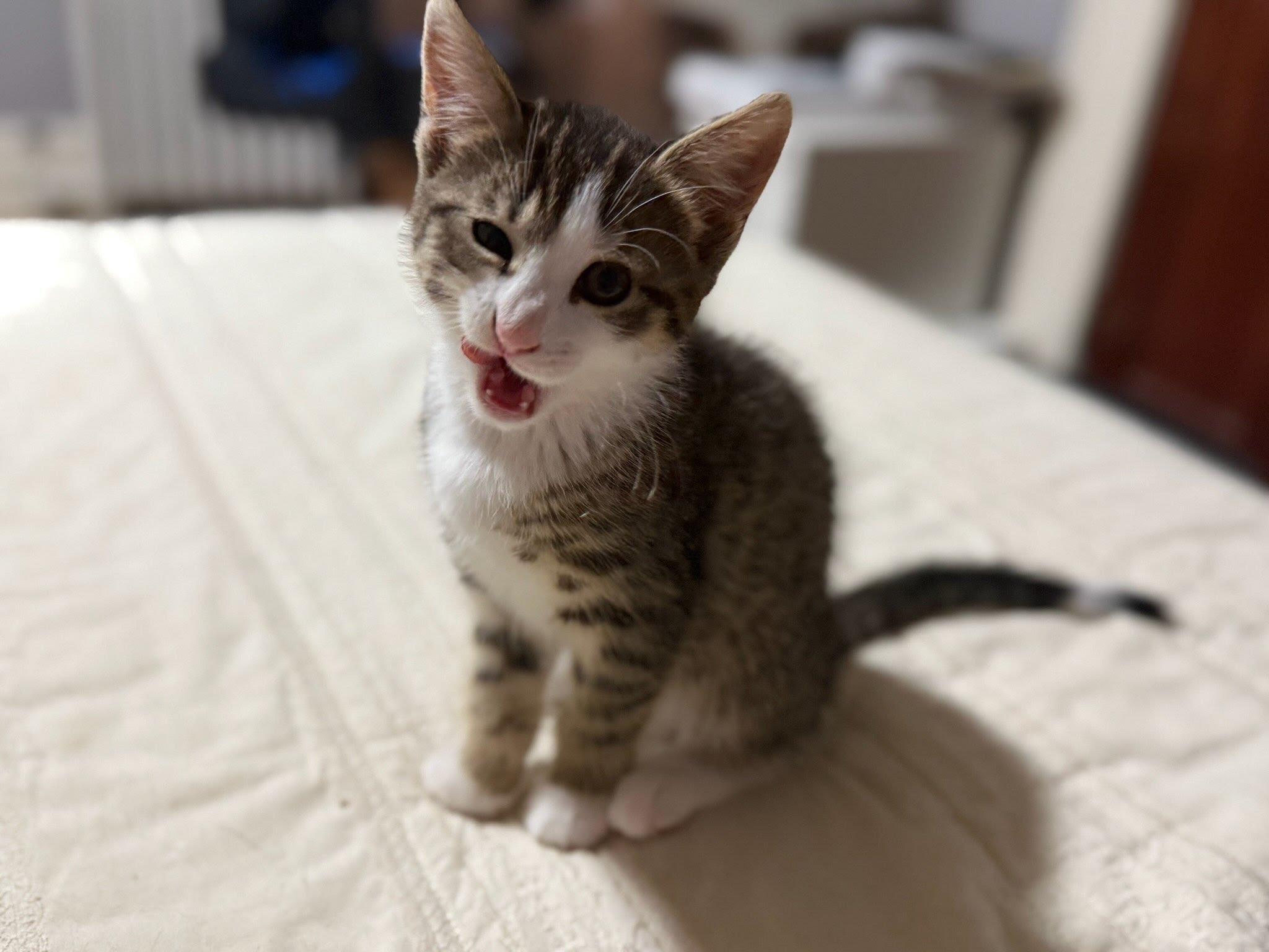 Frankie, Adoptable, Kitten Female Domestic Short Hair.