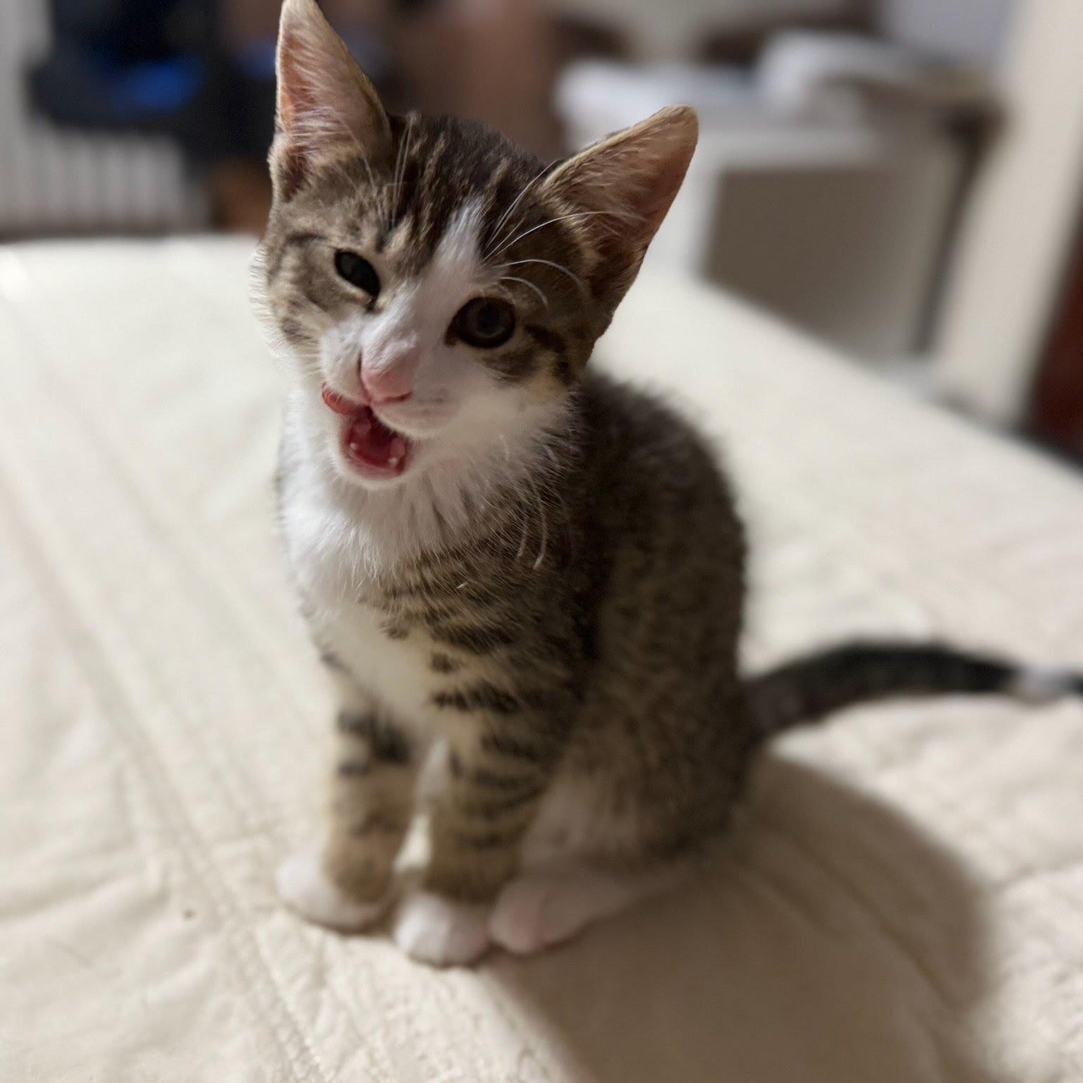 Enlarge Frankie, a Adoptable Domestic Short Hair in West Orange, NJ image 1/1