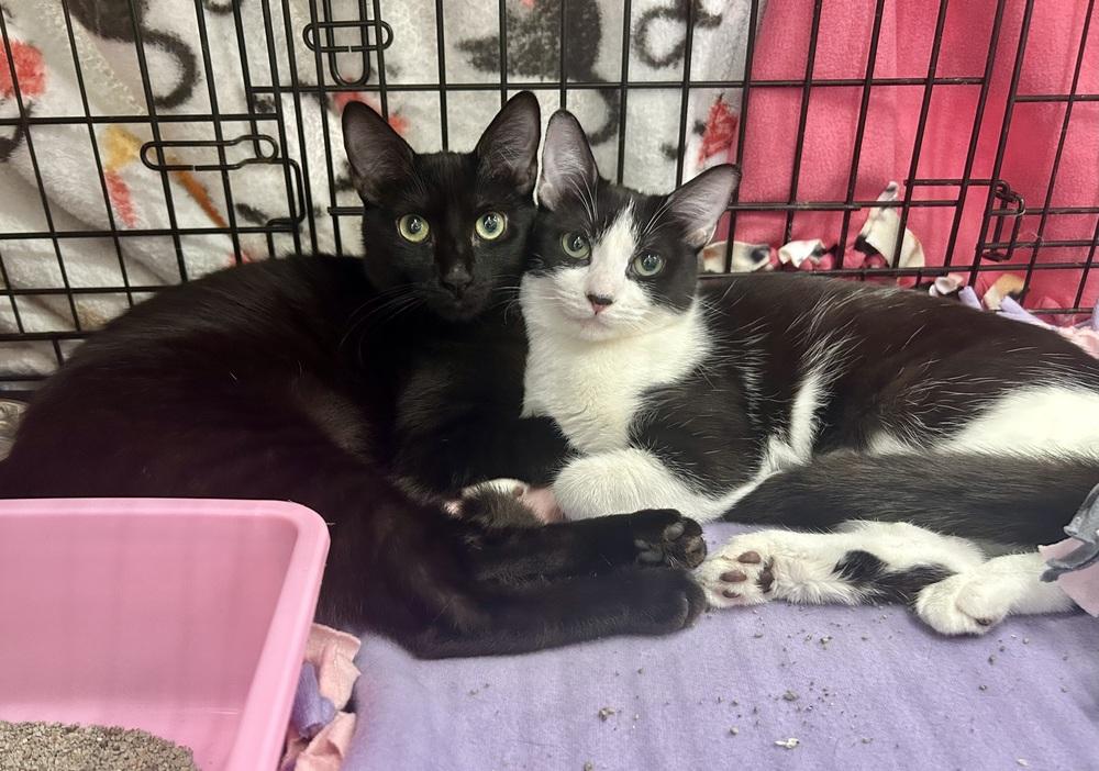 Athena (and Artemis - bonded pair), Adoptable, Adult Female Domestic Short Hair.