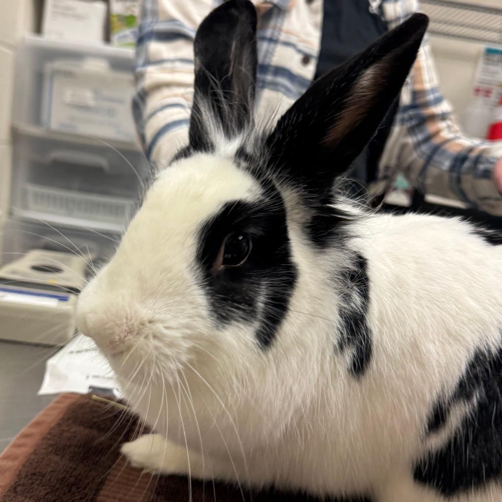 Bungee, Adoptable, Adult Female American.