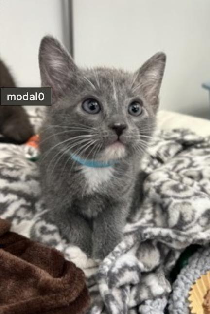 Enlarge Crisp, an adopted Domestic Short Hair in Buena Vista, CO image 1/1