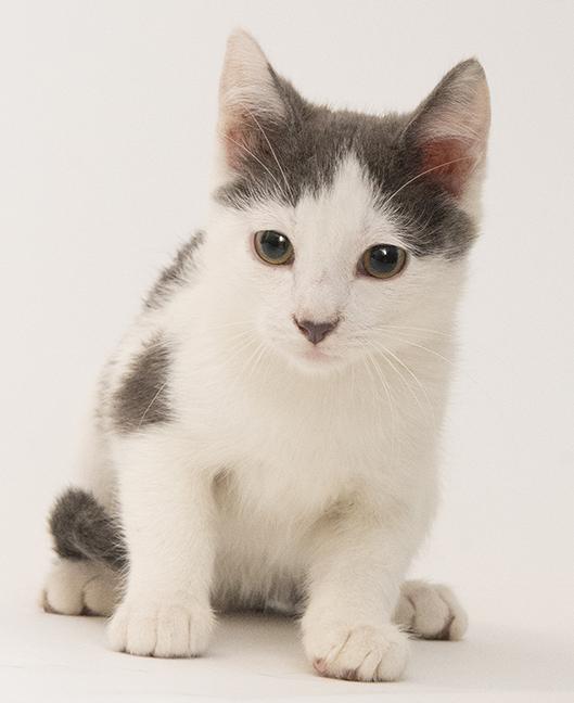 Enlarge Johnny, a ADOPTABLE Domestic Short Hair in Chicago, IL image 1/1