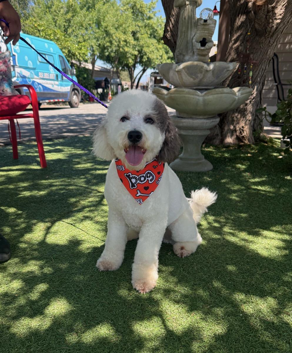 Parker, adopted, Young Male Poodle.