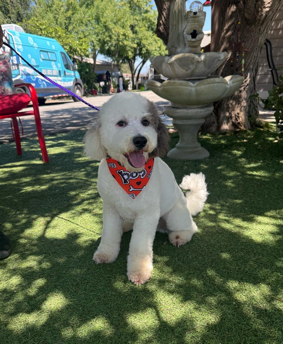 Parker, an adopted Poodle in Temecula, CA image 2/2