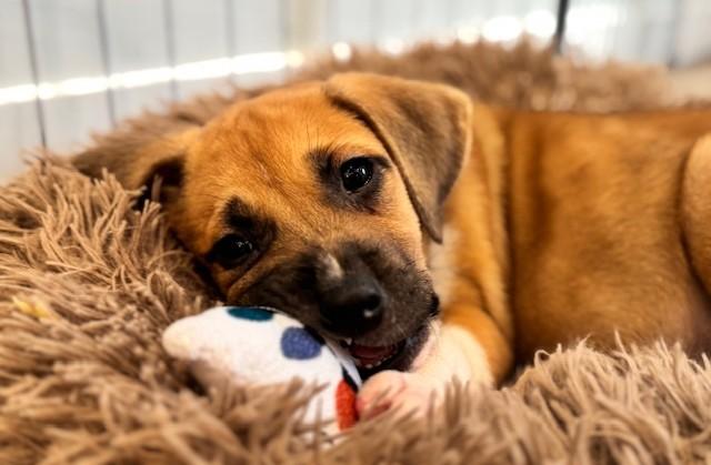 Elfie, Adoptable, Puppy Male Hound & Mixed Breed.