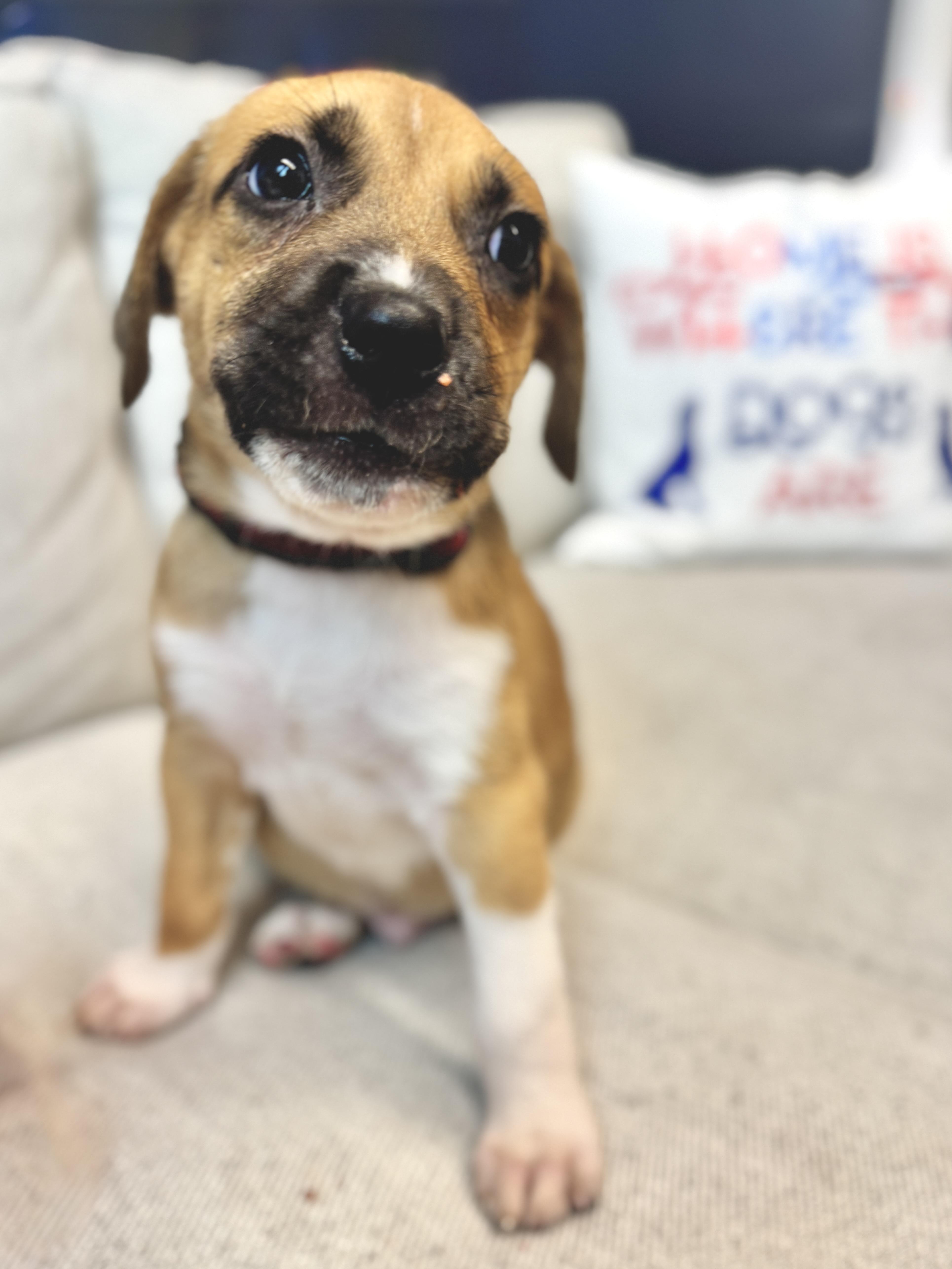 Elfie, a Adoptable mixed breed in Palatine, IL image 6/6