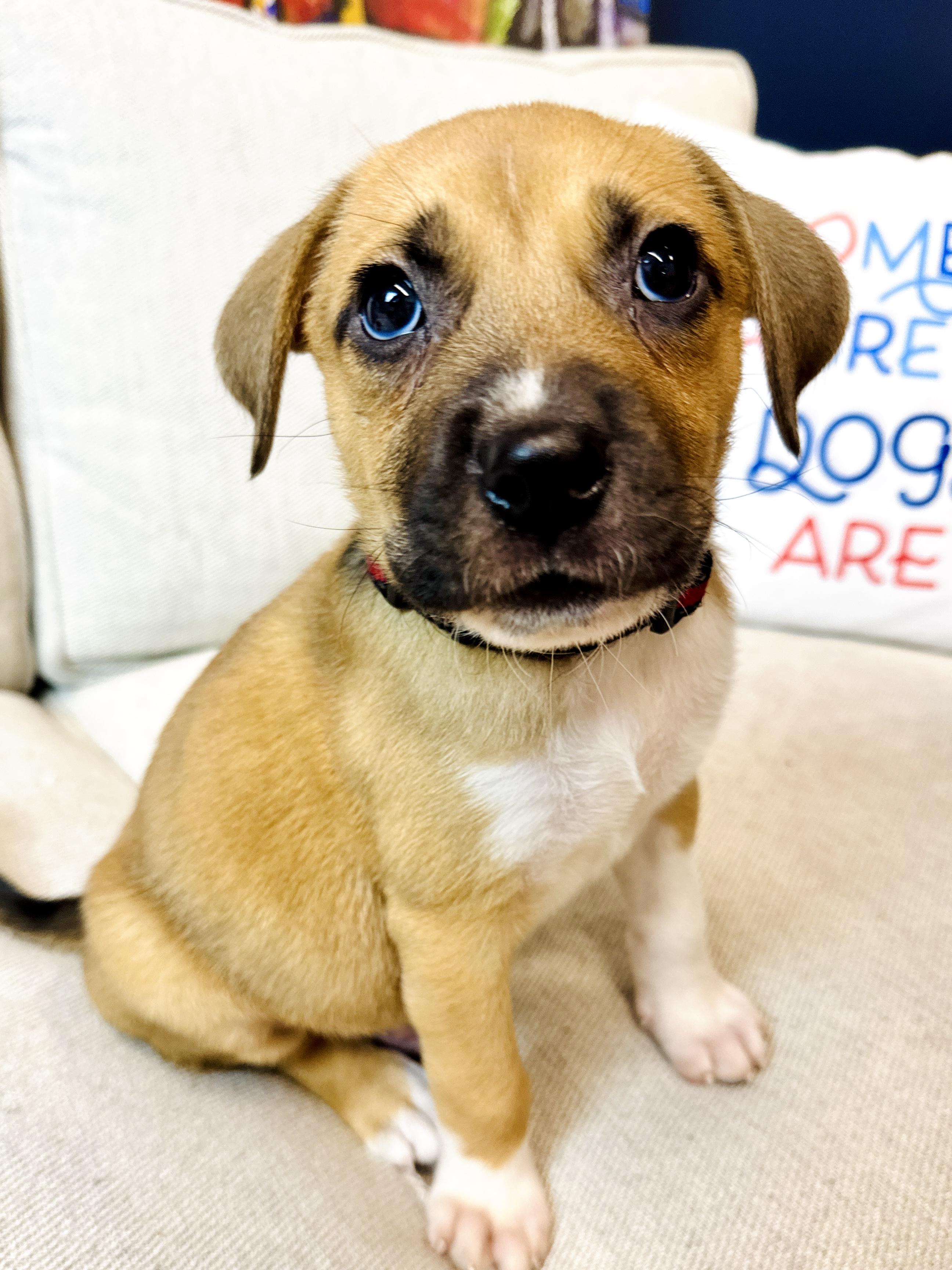 Elfie, a Adoptable mixed breed in Palatine, IL image 4/6