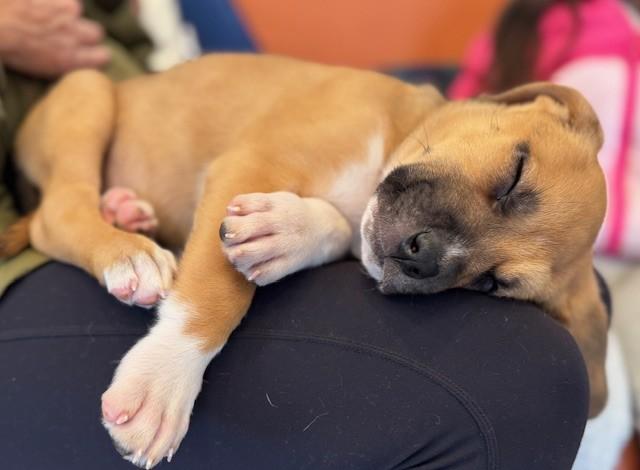 Elfie, a Adoptable mixed breed in Palatine, IL image 2/6