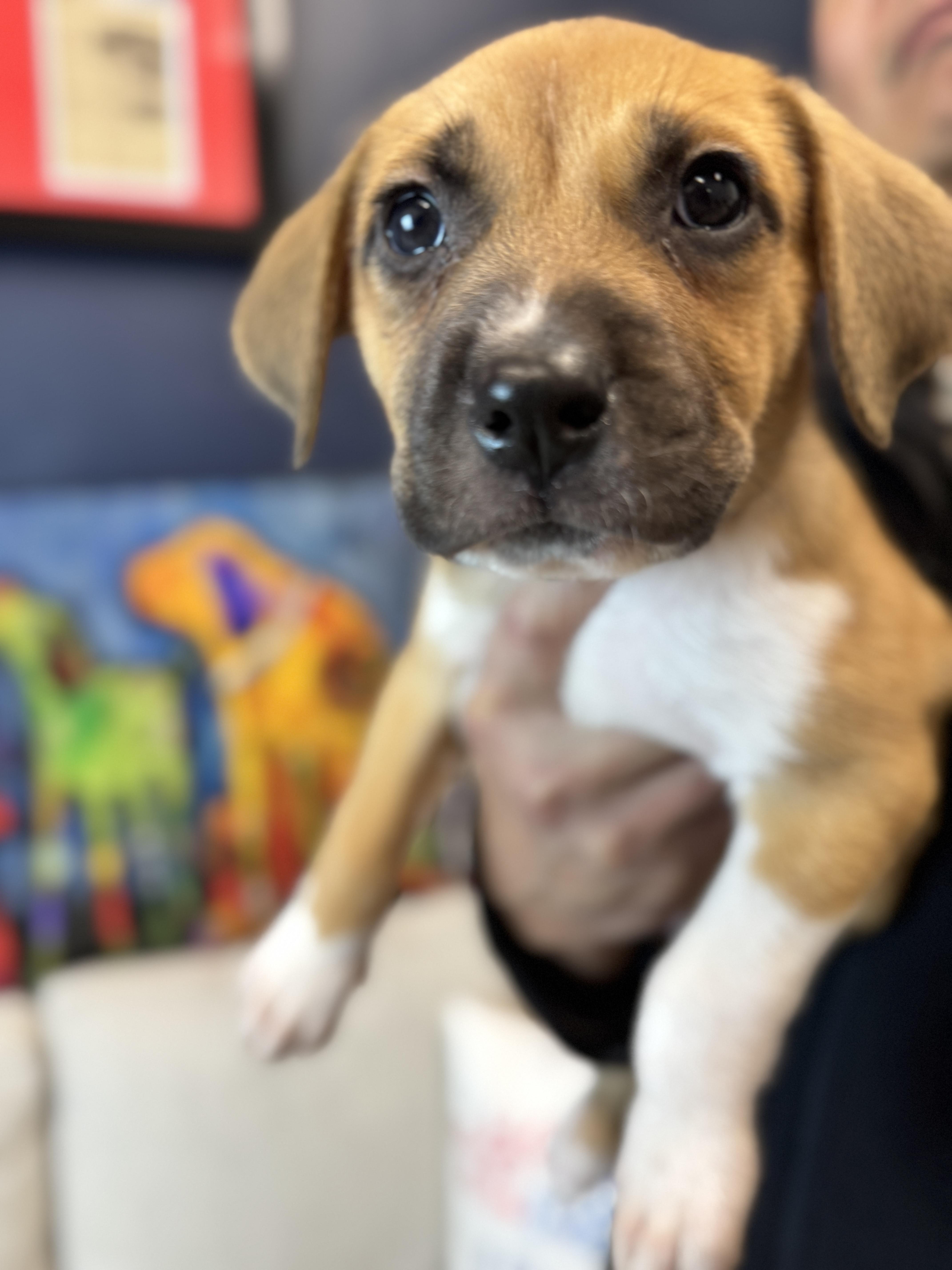 Elfie, a Adoptable mixed breed in Palatine, IL image 5/6