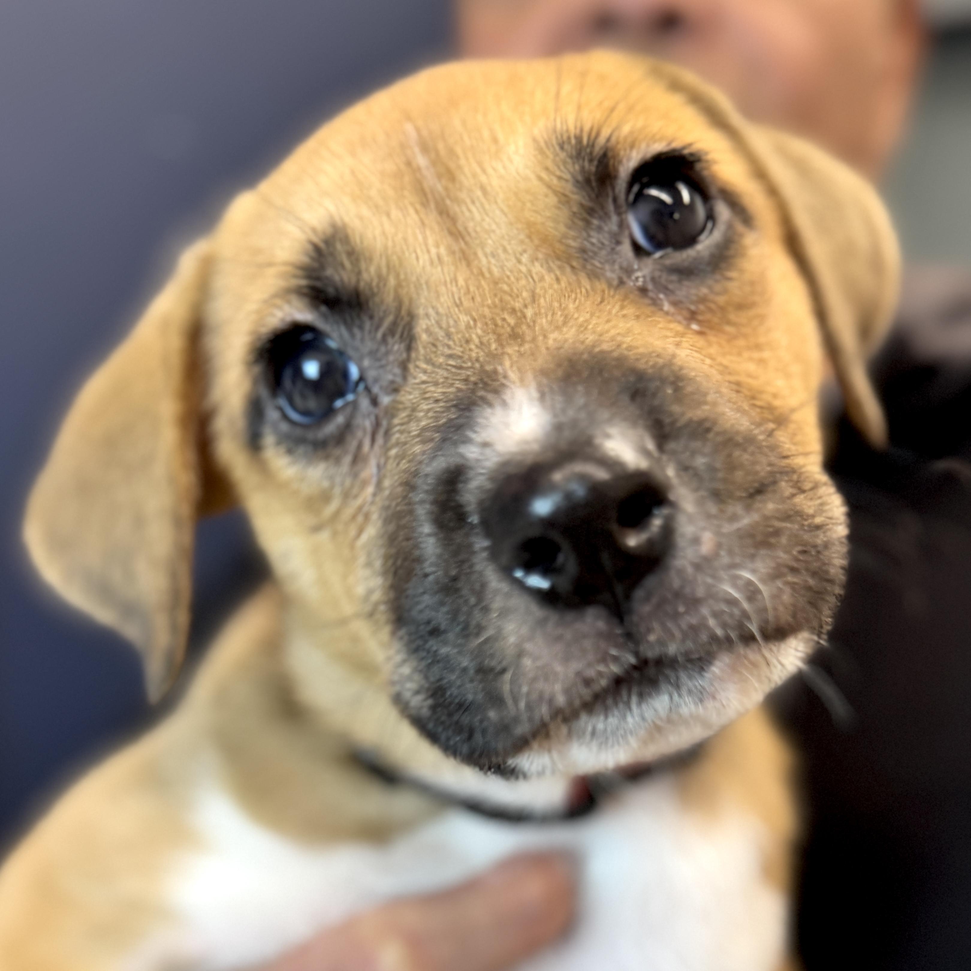 Elfie, a Adoptable mixed breed in Palatine, IL image 3/6