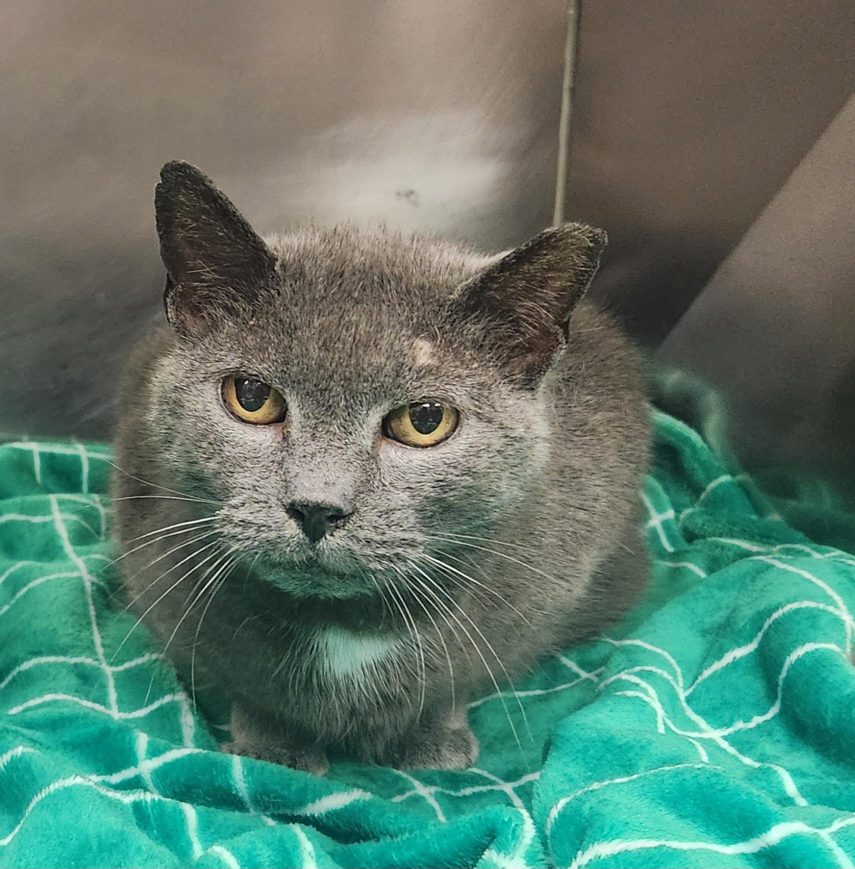 Munson, adoptable, Senior Male Domestic Short Hair.