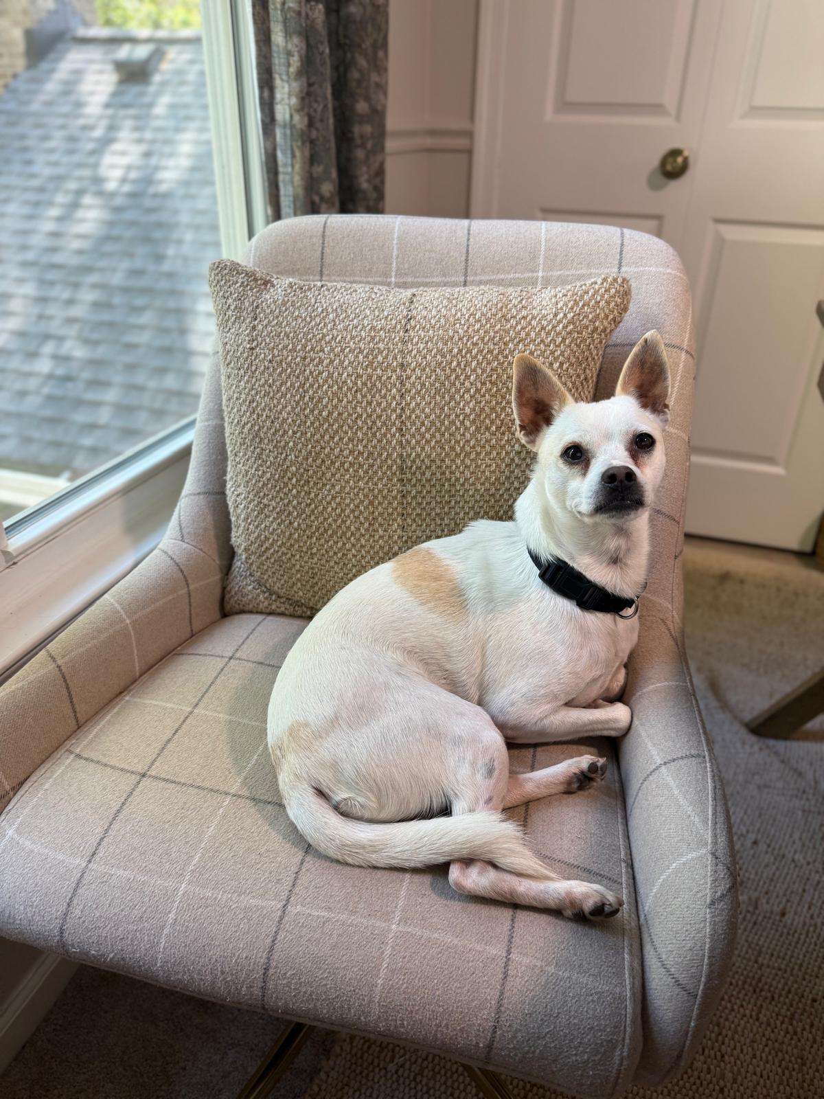 Enlarge ERNIE, a Adoptable mixed breed in Riva, MD image 3/6