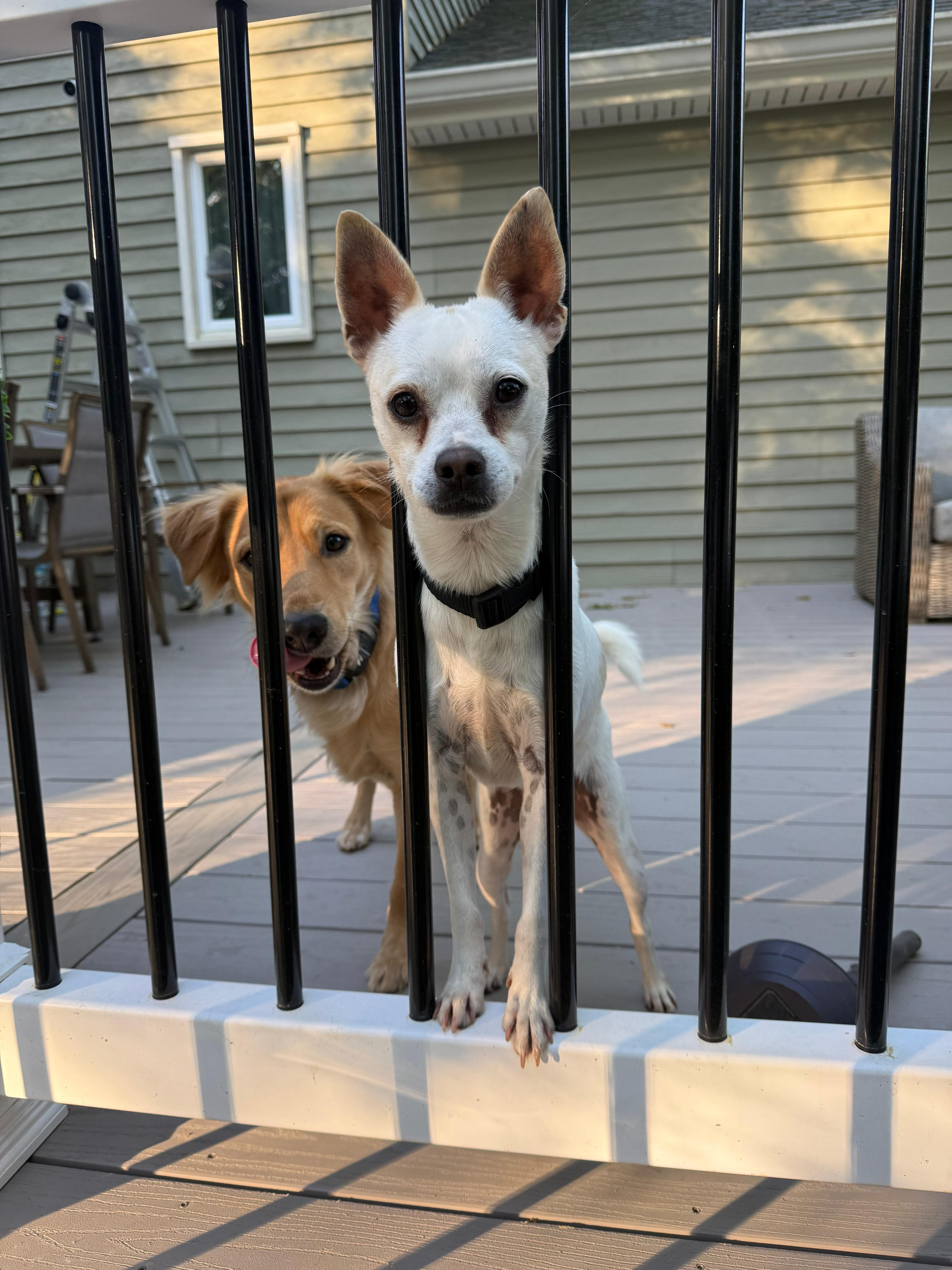 Enlarge ERNIE, a Adoptable mixed breed in Riva, MD image 2/6