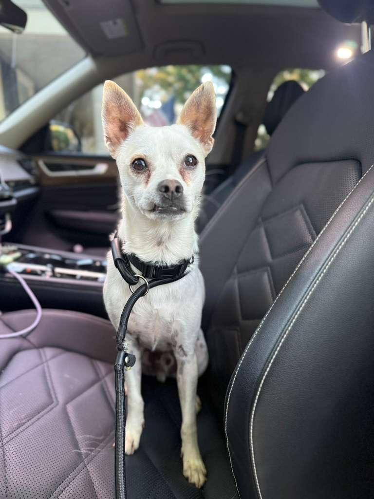 Enlarge ERNIE, a Adoptable mixed breed in Riva, MD image 4/6