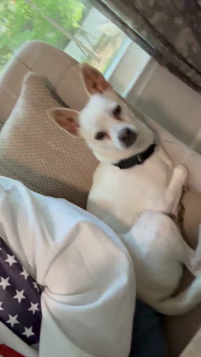 Enlarge ERNIE, a Adoptable mixed breed in Riva, MD video 5/6