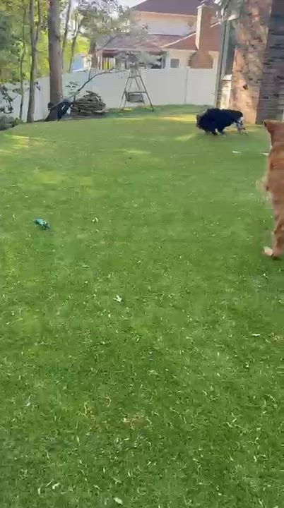 Enlarge ERNIE, a Adoptable mixed breed in Riva, MD video 6/6