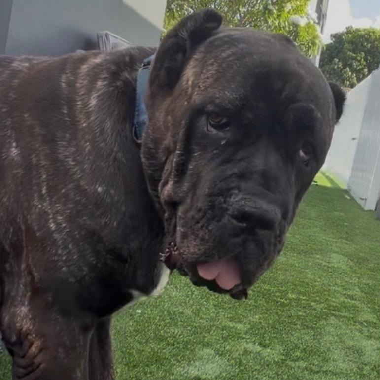 Enlarge Rose 5496, a Adoptable Mastiff in LOXAHATCHEE, FL image 1/1