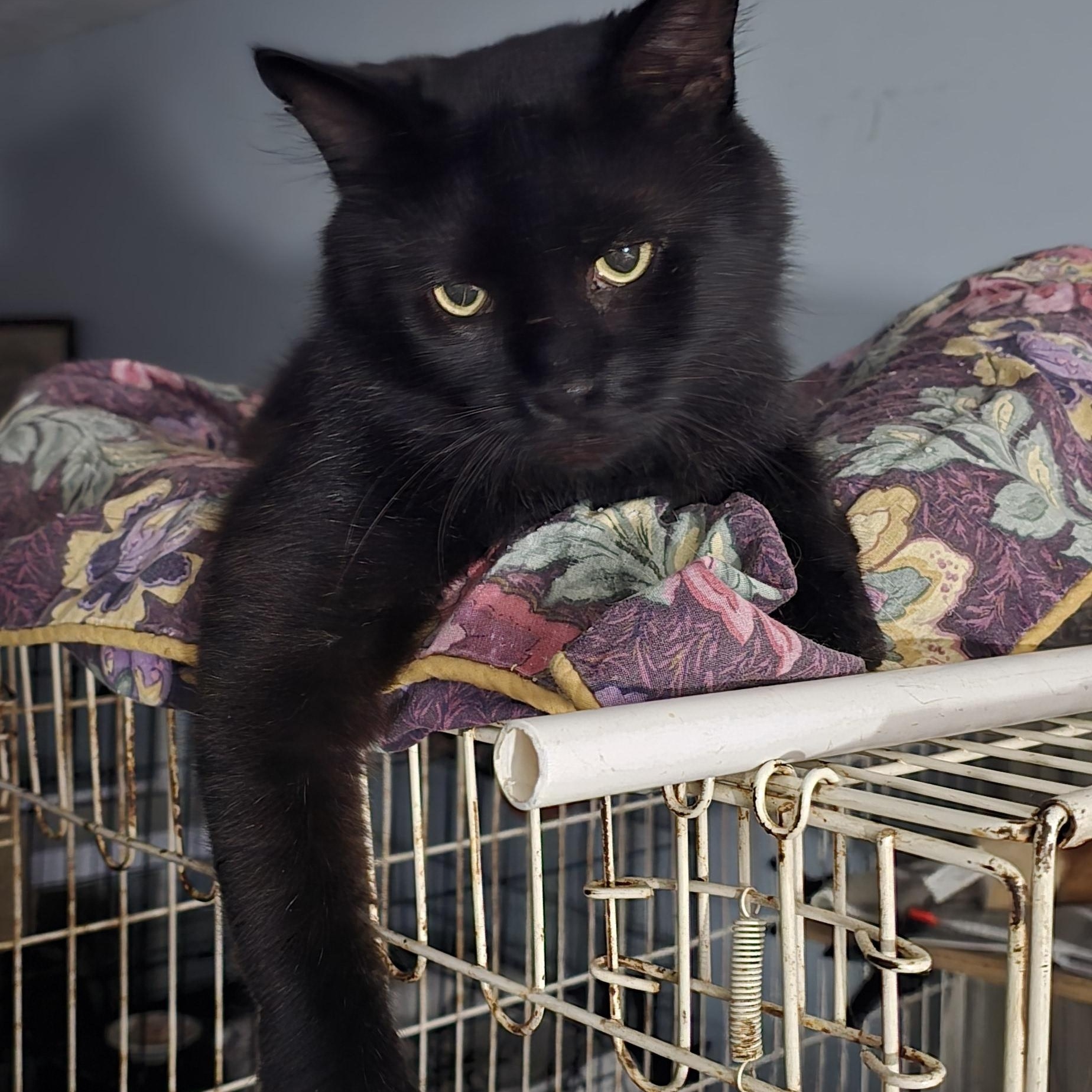 Crimpster, a Adoptable Domestic Long Hair in Eastlake, OH image 1/2