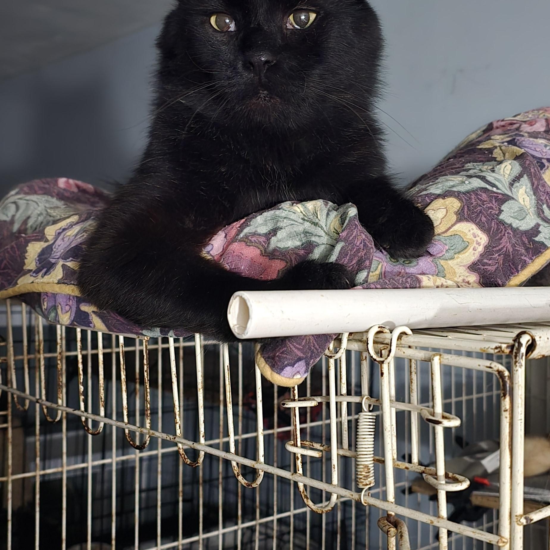 Crimpster, a Adoptable Domestic Long Hair in Eastlake, OH image 2/2