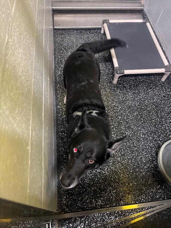 Lovey, Adoptable, Adult Female Husky & German Shepherd Dog.