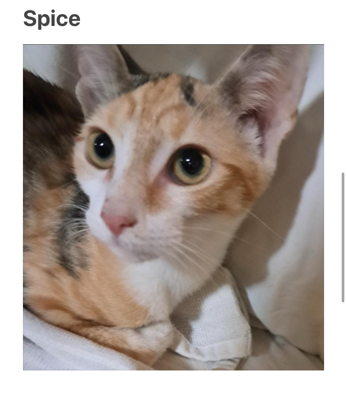 Enlarge Spice, a Adoptable Domestic Short Hair in La Canada, CA image 1/1