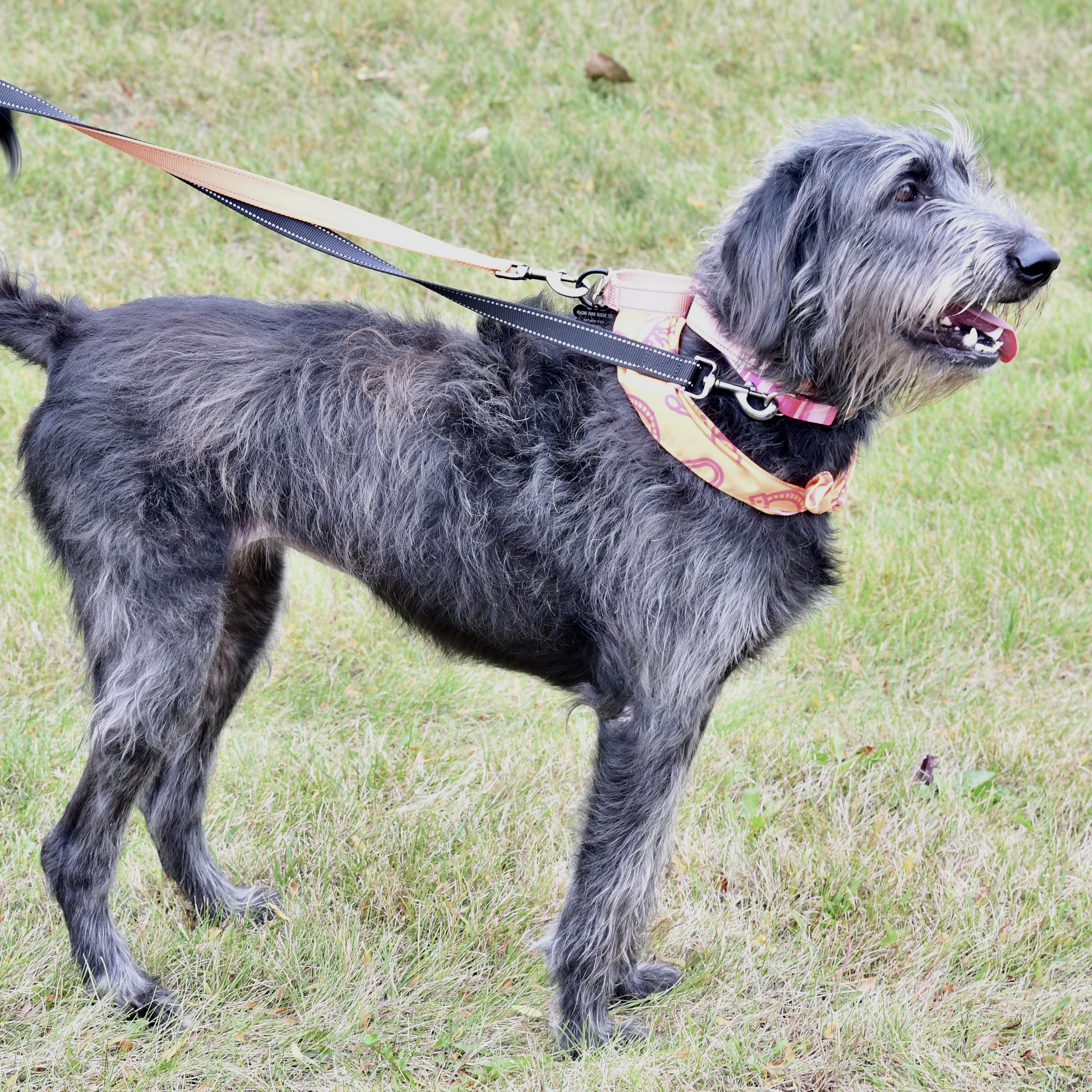 Misty, a Adoptable mixed breed image 2/3