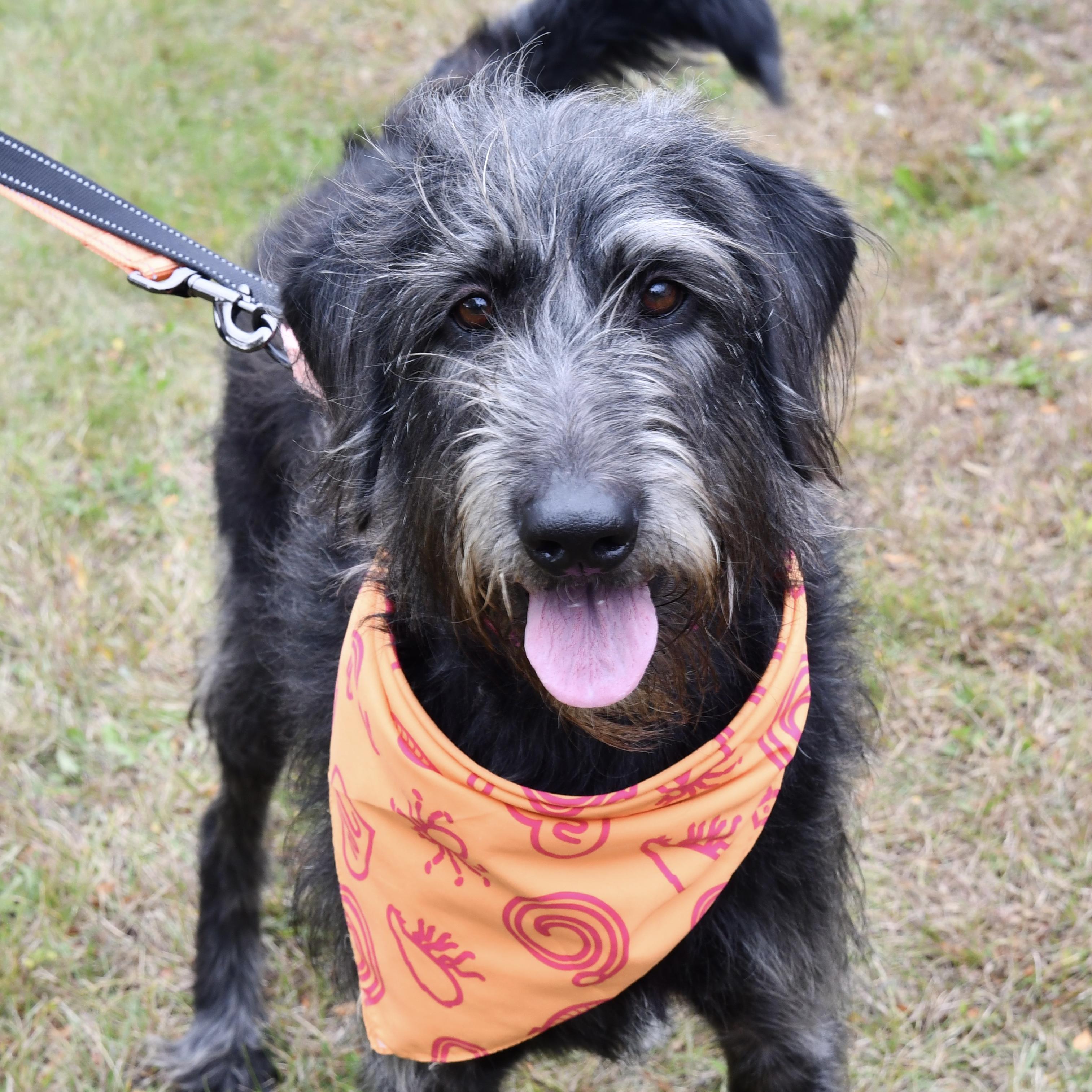 Misty, a Adoptable mixed breed image 1/3