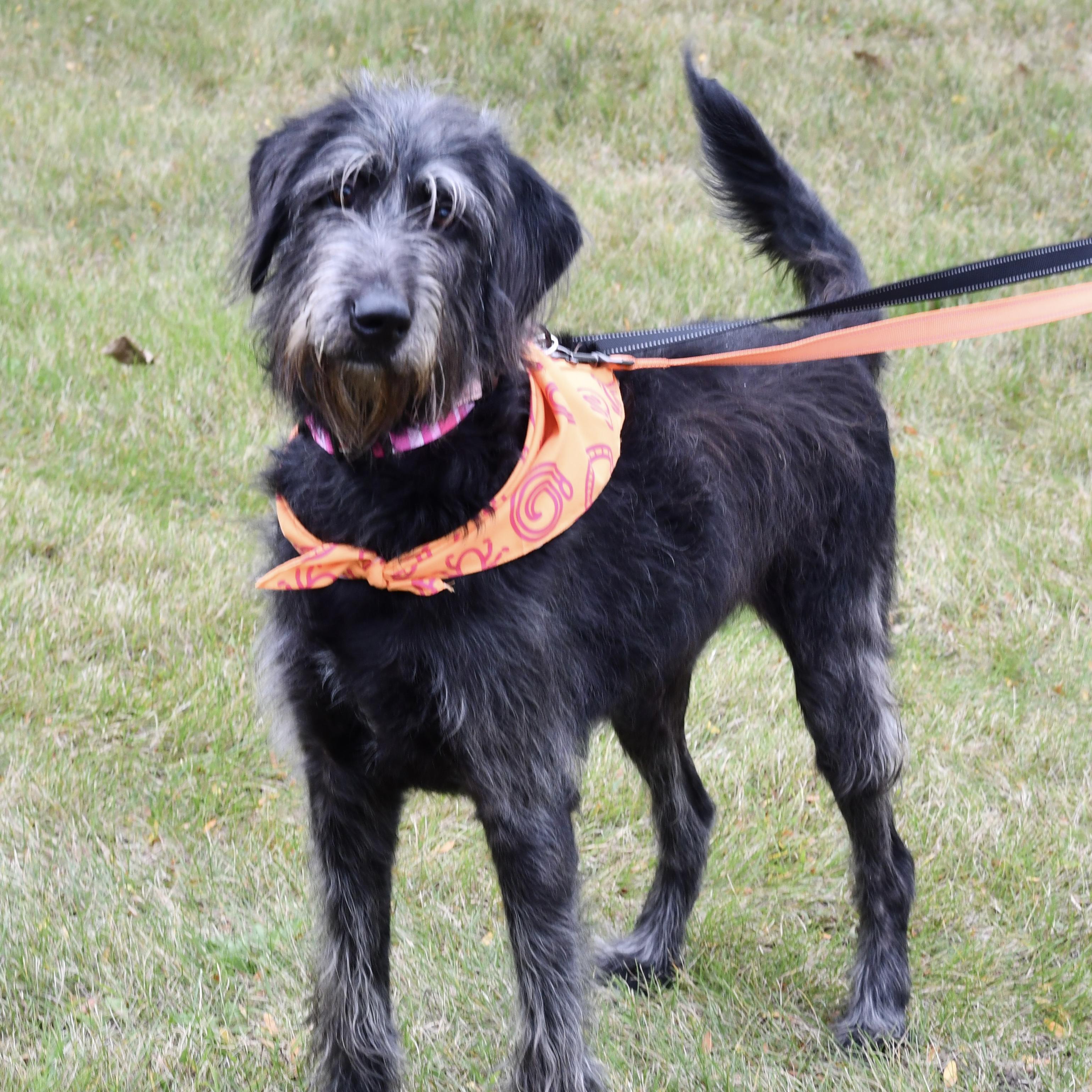 Misty, Adoptable, Adult Female Labradoodle.