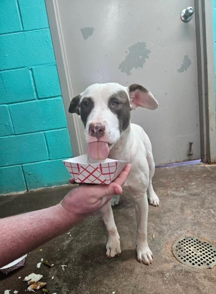 Popcorn, Adoptable, Young Female Pit Bull Terrier.