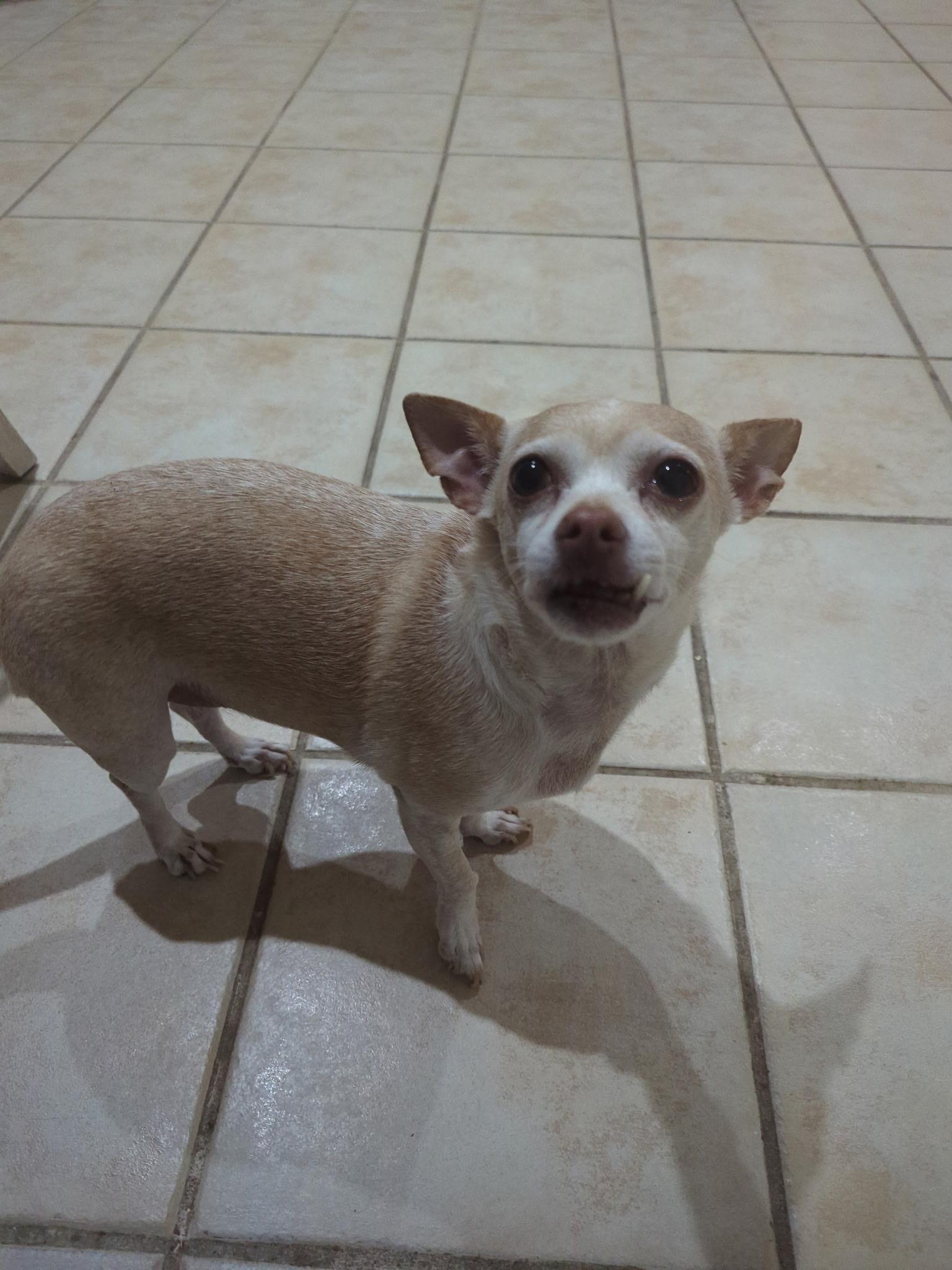 Enlarge Ginger, an adopted Chihuahua in Plano, TX image 2/2