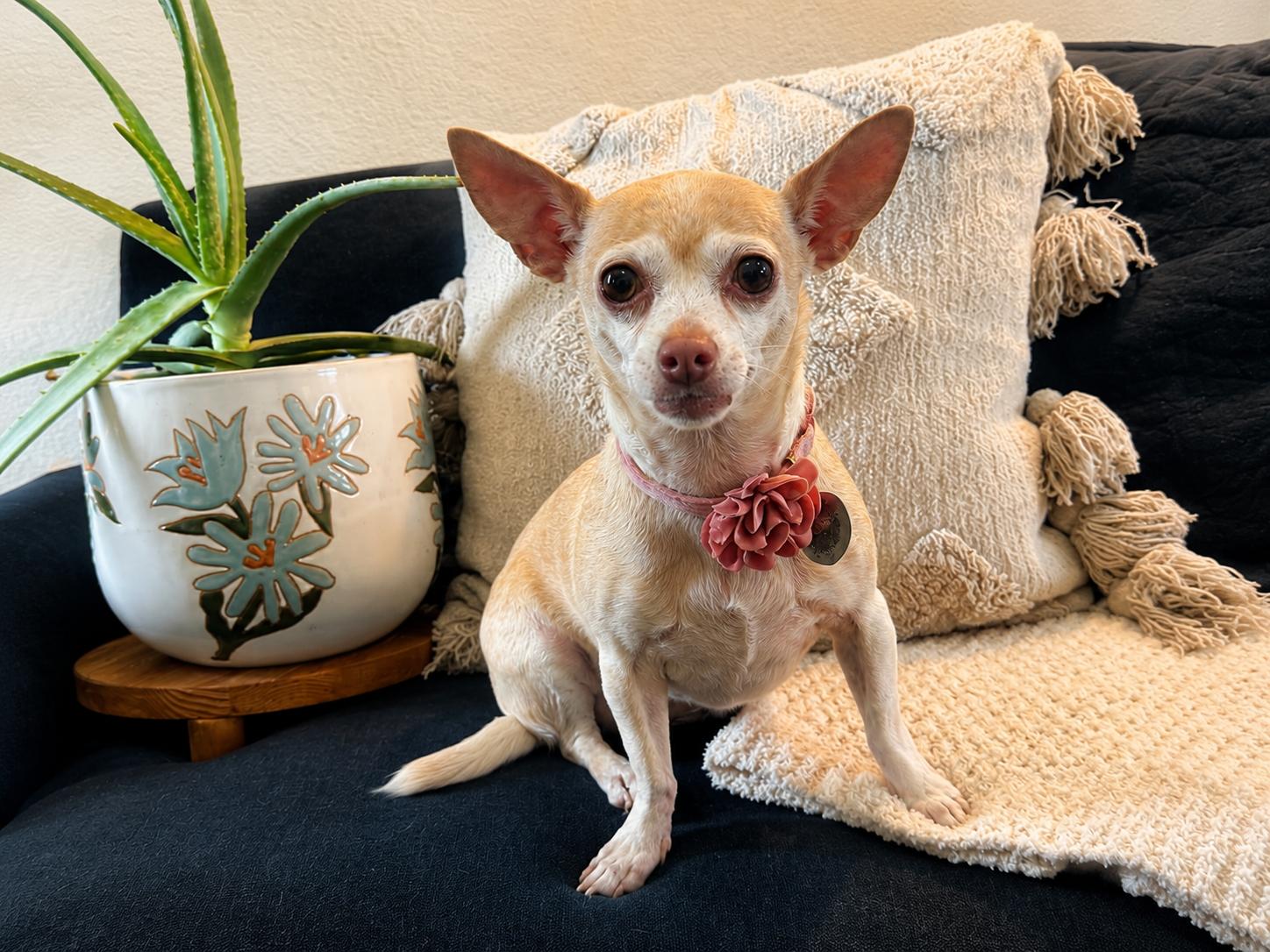 Ginger, adopted, Adult Female Chihuahua.