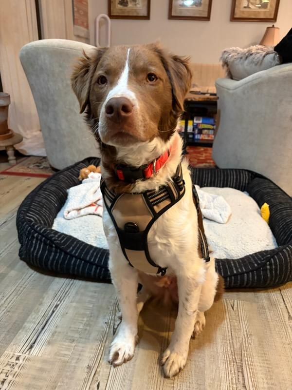 Lucky, an adopted mixed breed in Monroe, NC image 2/2