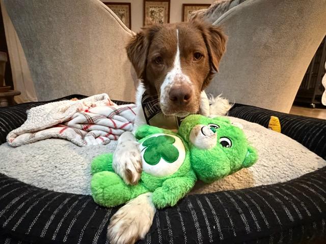 Lucky, an adopted mixed breed in Monroe, NC image 1/2
