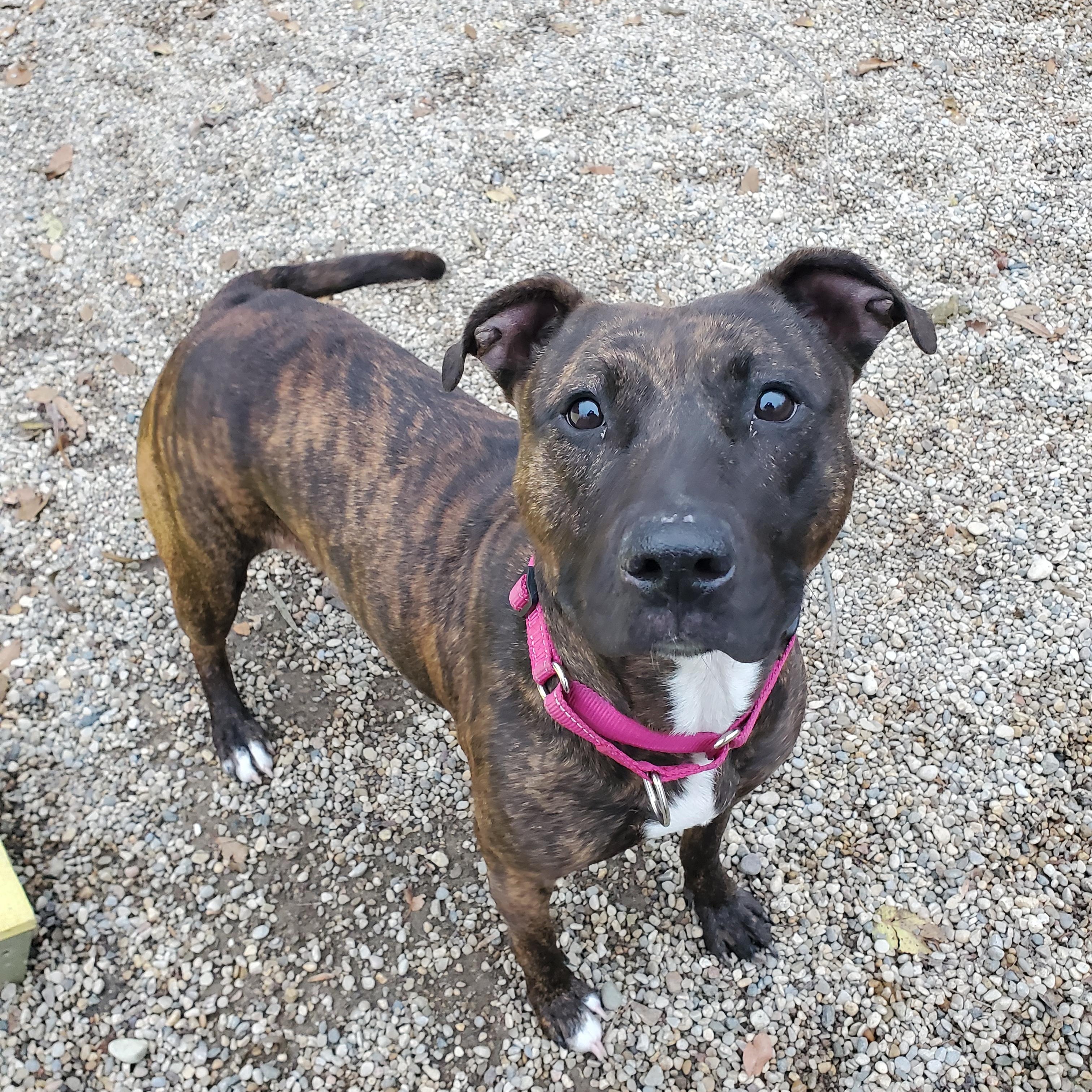 Nala, adopted, Young Female Pit Bull Terrier.